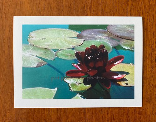 Black Princess Lotus I
