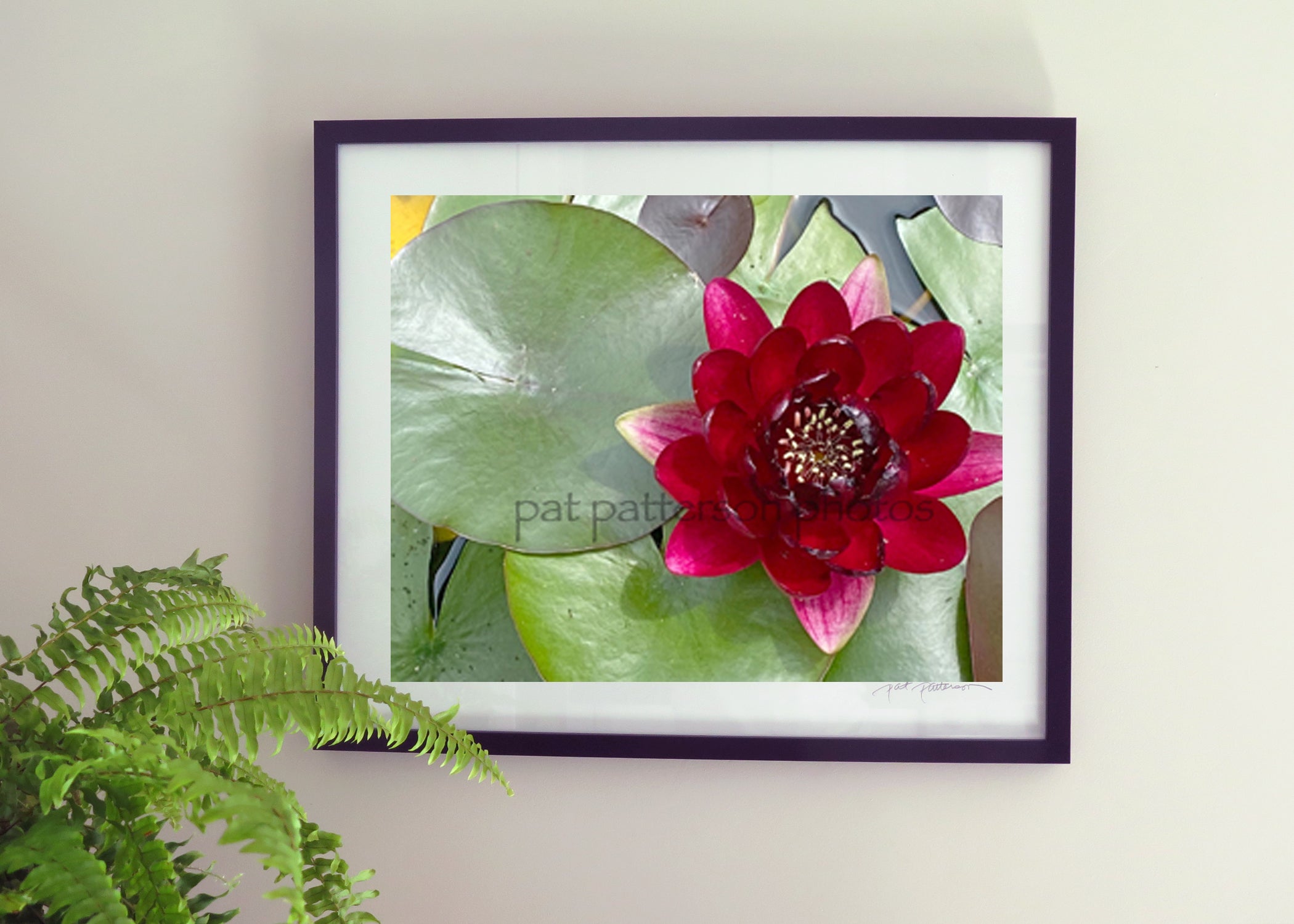Black Princess Lotus 2