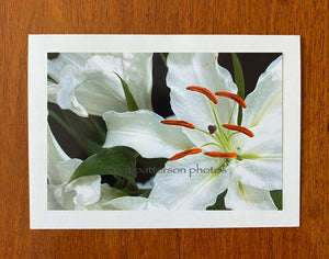 Casablanca Lily