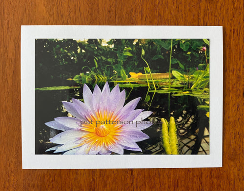Lotus floating
