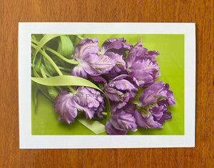 Purple Tulips