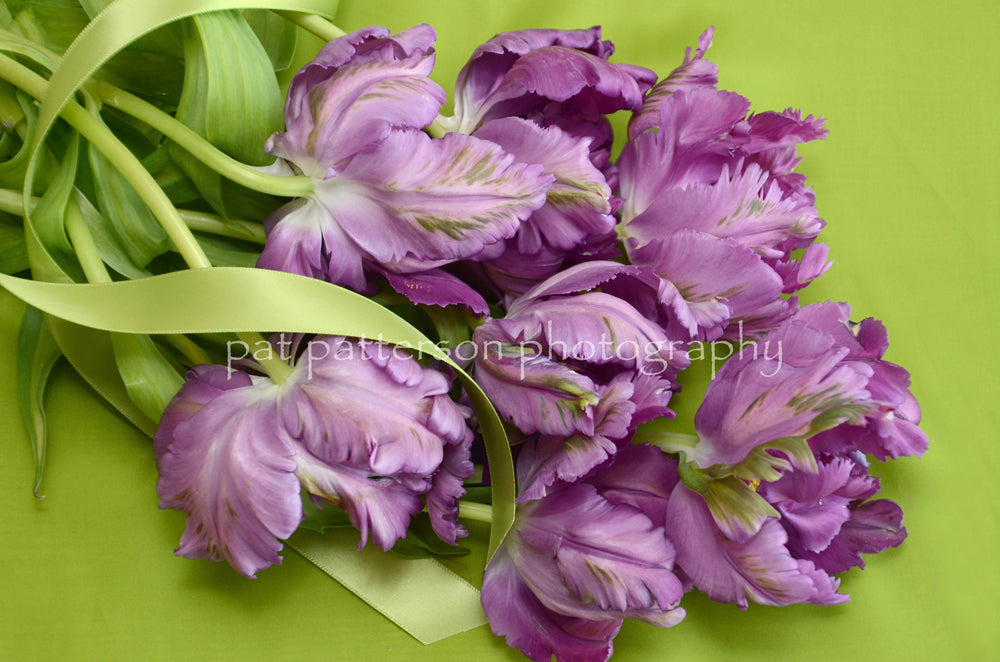 Purple Tulips