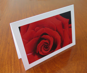 Red Rose