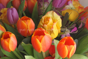 Tulips