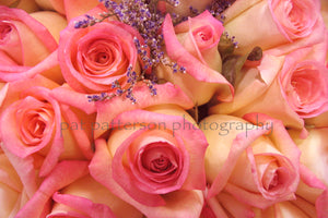 Pink Roses